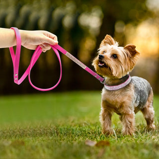 Pet Collar Leash Set ALODIA STORE