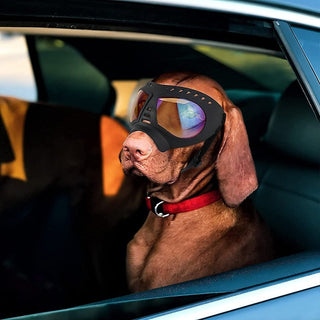 Soft Frame Puppy Glasses ALODIA STORE