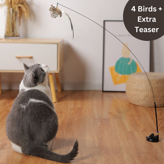 Bird Simulation Teaser ALODIA STORE