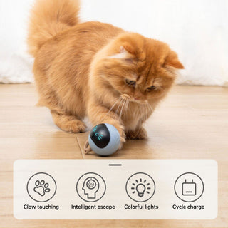 Kitten Electronic Ball ALODIA STORE