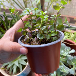 Safata de plàstic resistent a la caiguda de la caixa de cultiu de 20pcs/50pcs per a tests de trasplantament de plantes de viver a casa, jardí